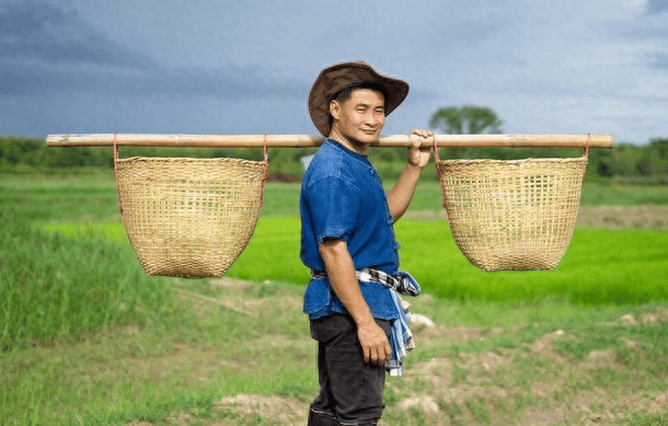 年轻人流行辞职去种地是对乡村价值的重新审视